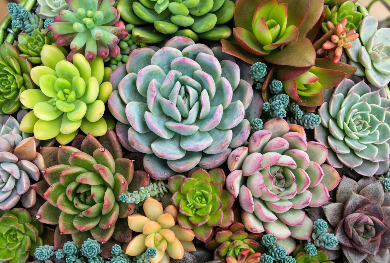 Kalanchoë