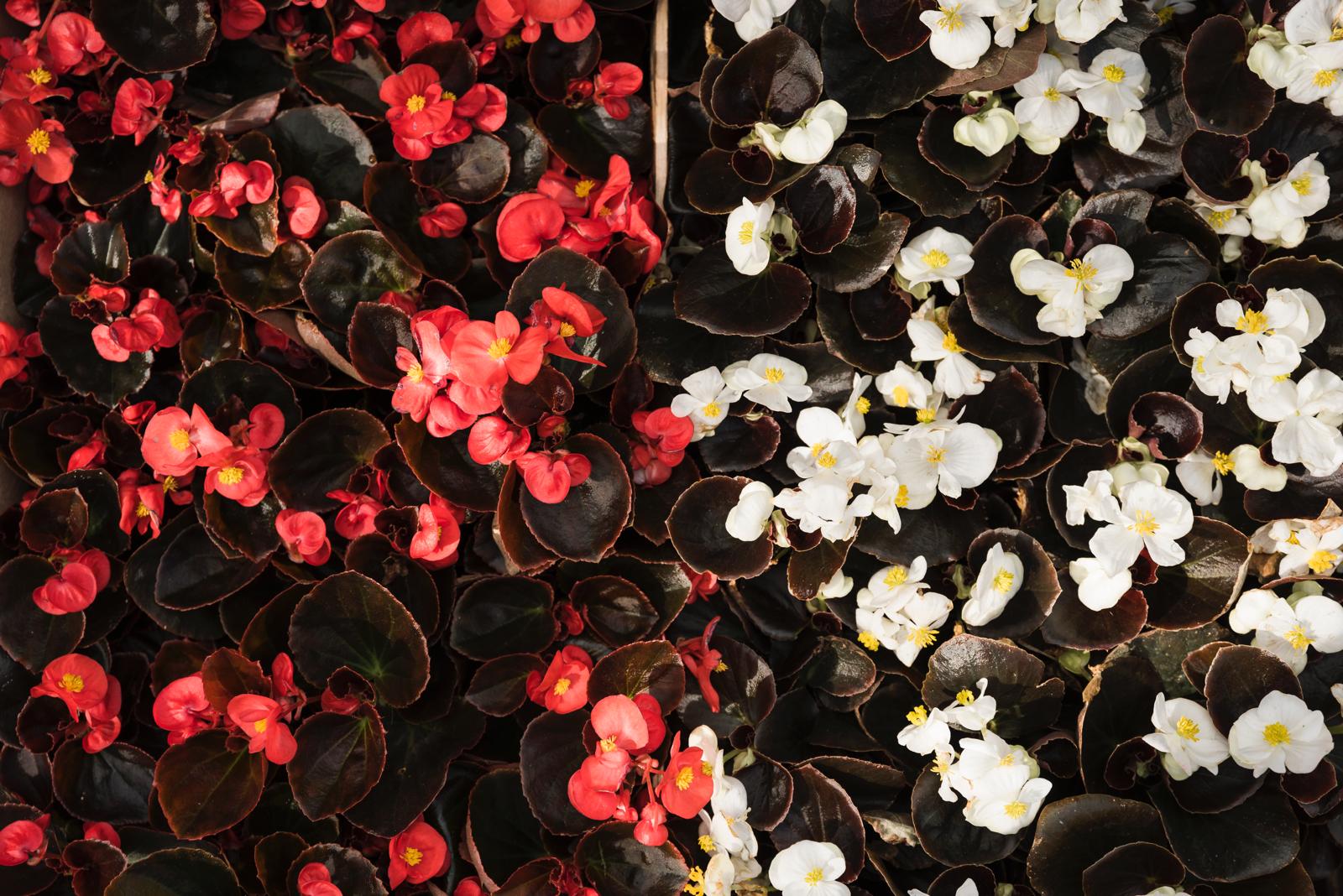 Begonia’s