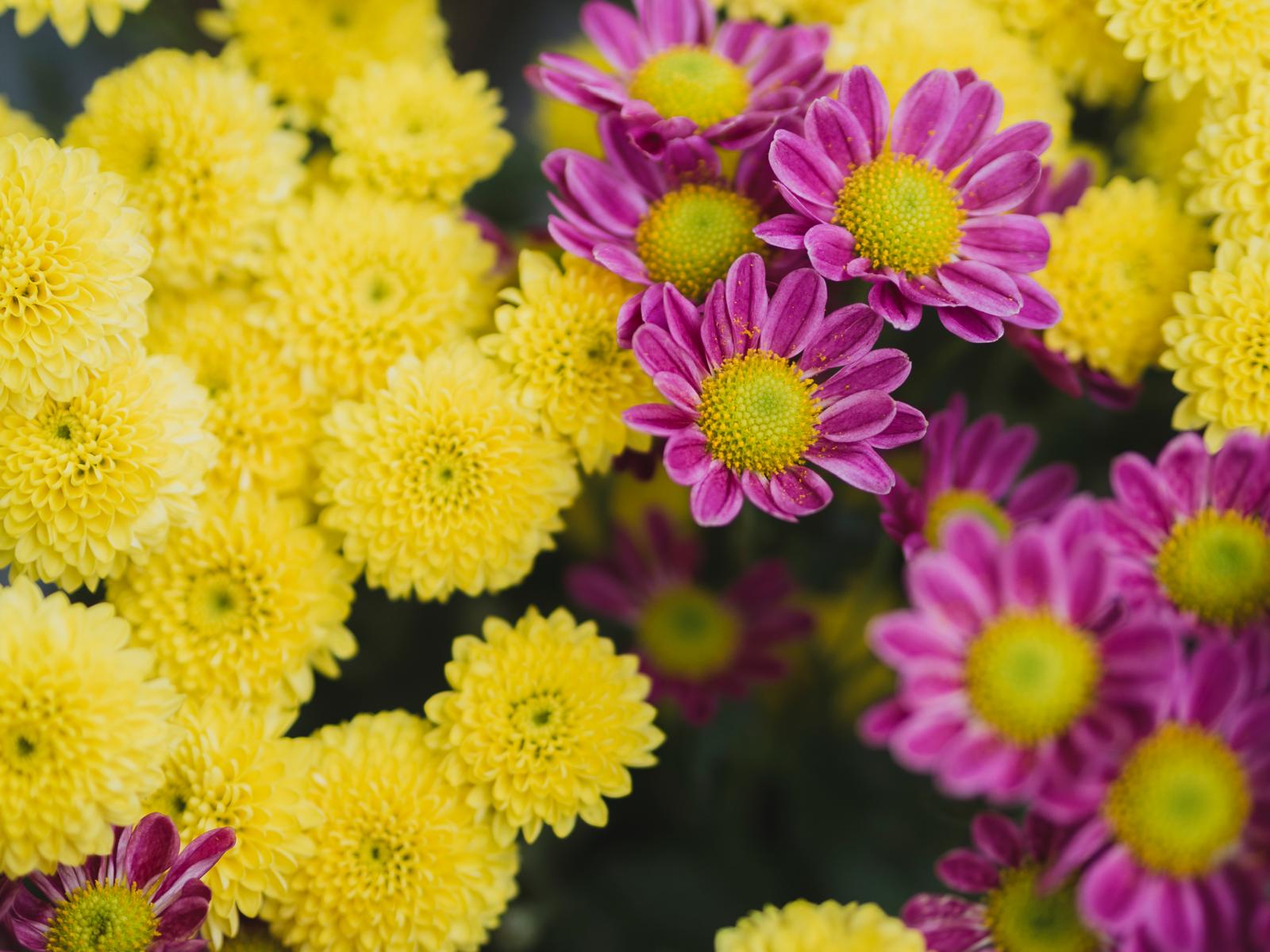 Chrysanten