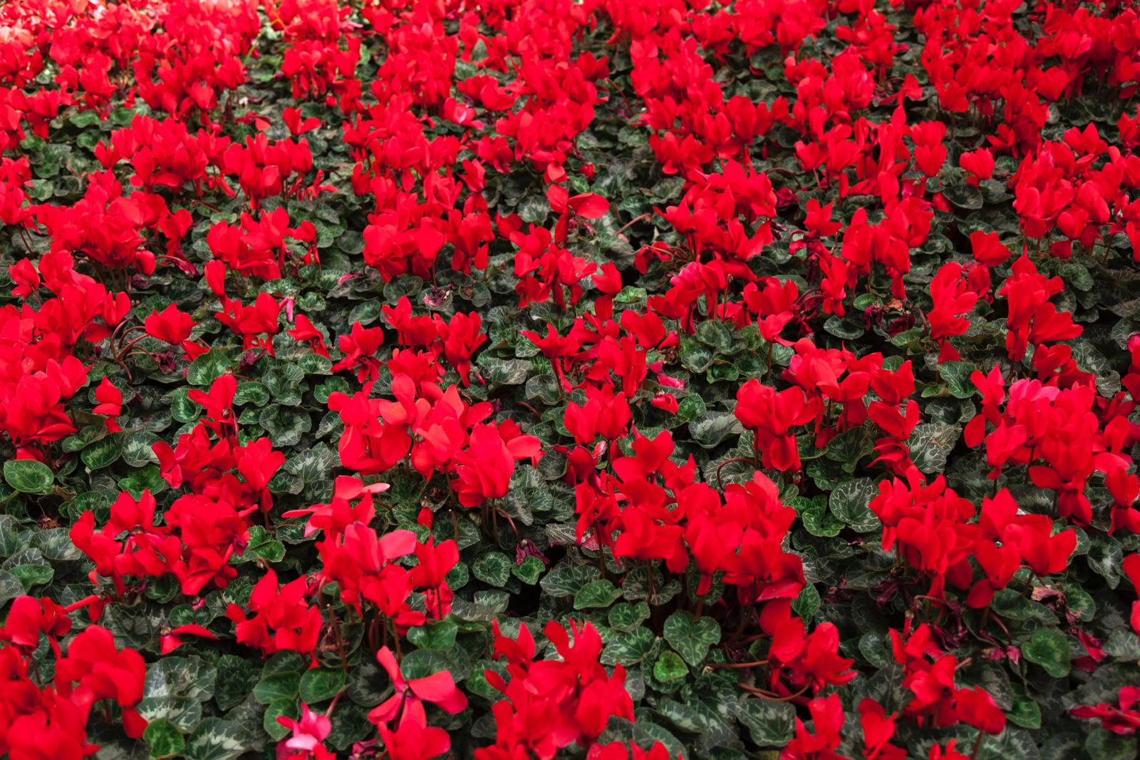 Geraniums