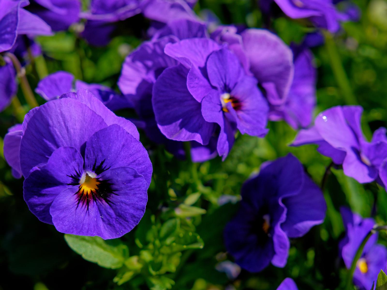 Viooltjes